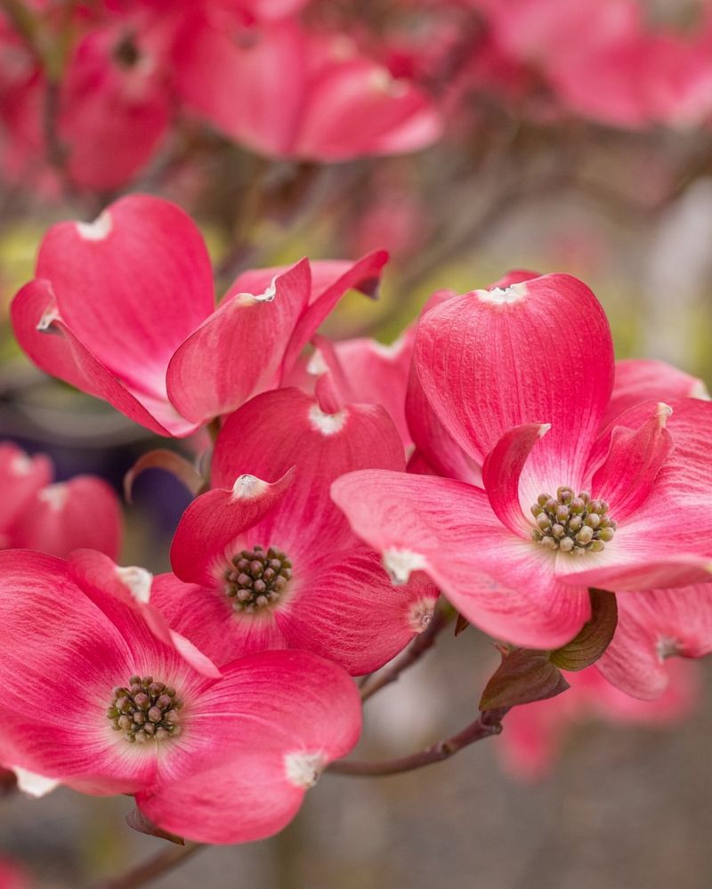 Dogwood Trees: Spring Shelter, Fall Feeding