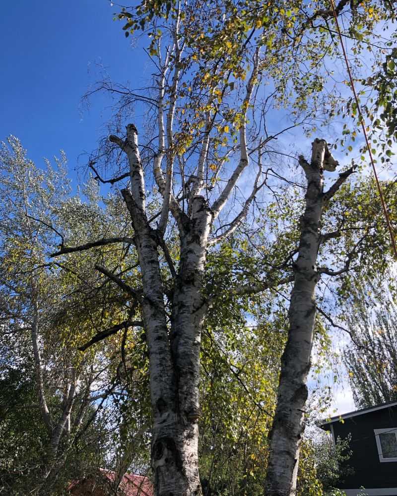 Birch Trees: Bronze Birch Borer Magnet