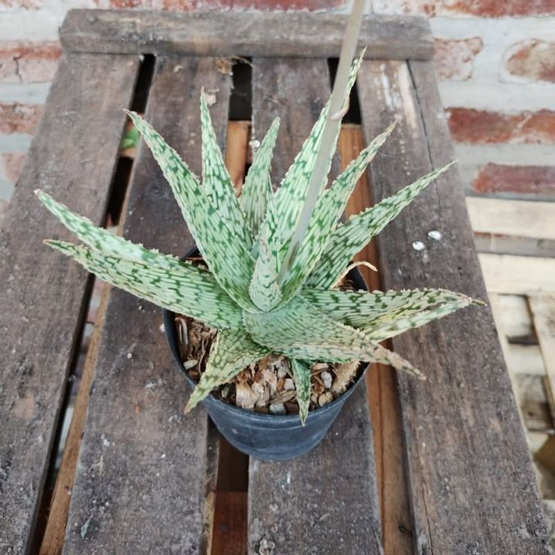 Aloe 'Pink Blush'