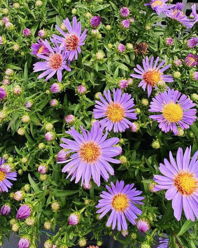 Establish A Native Plant Garden