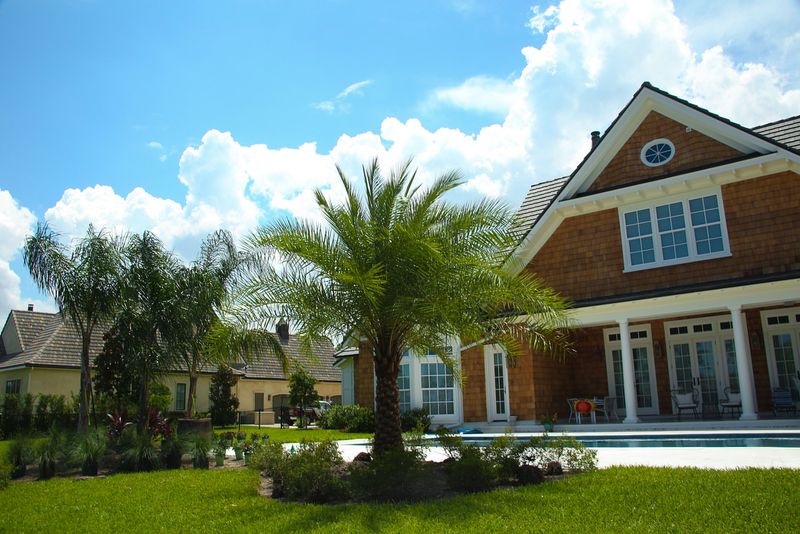 Spotlight Mature Palm Trees