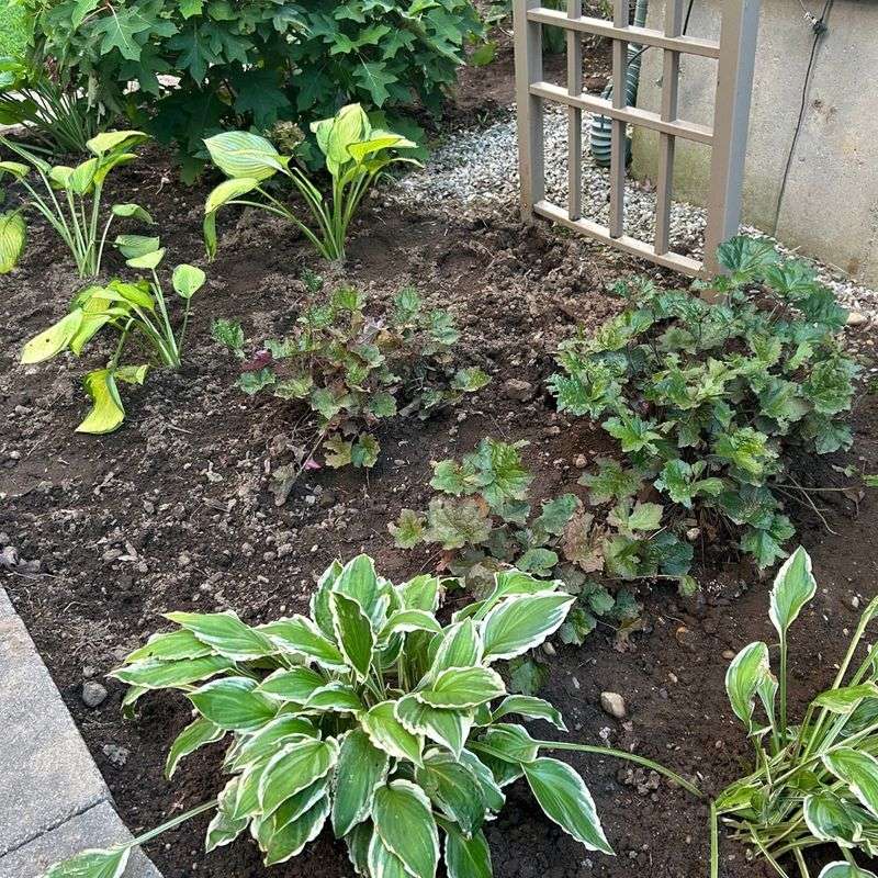 Divide Perennial Plants