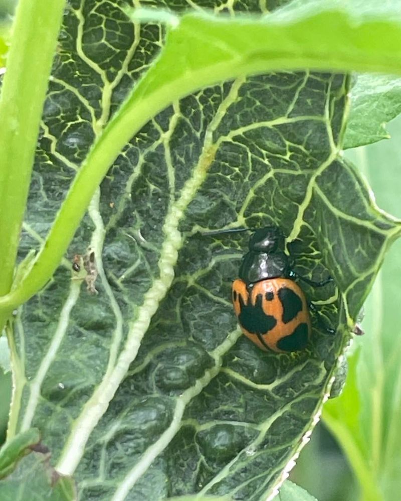 Attract Beneficial Insects For Natural Pest Control