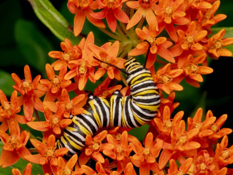 Don't Forget Host Plants For Caterpillars