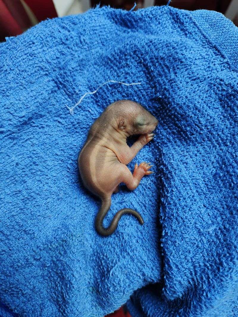 Warm The Baby Squirrel Gradually