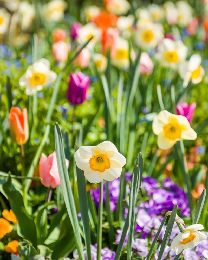 Plant Spring Bulbs