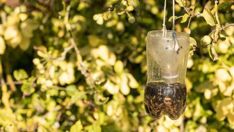 Set Up Strategic Wasp Traps Away From Dining Zones