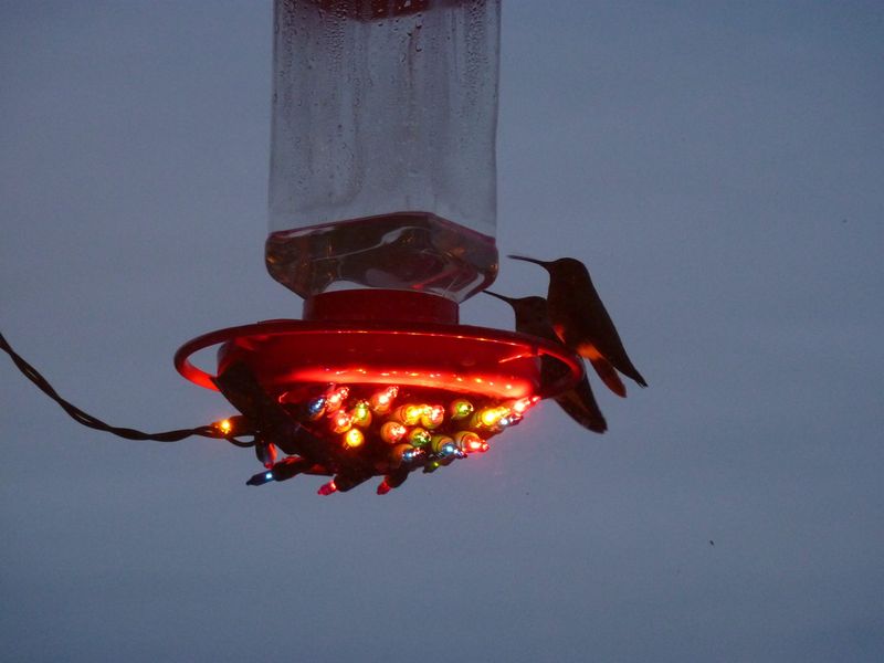 Protect Nectar From Freezing