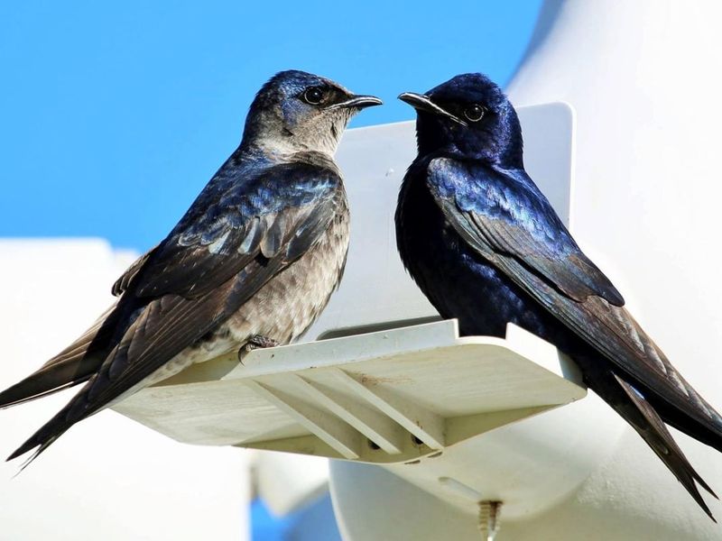 Join Michigan's Purple Martin Community