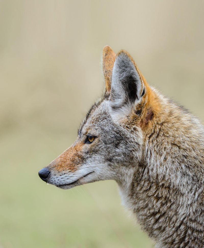 Throw Objects Near (Not At) The Coyote