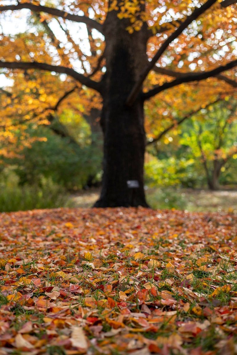 Leave Fall Leaves