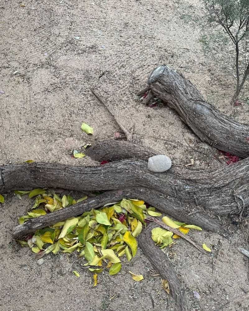 Selective Root Pruning