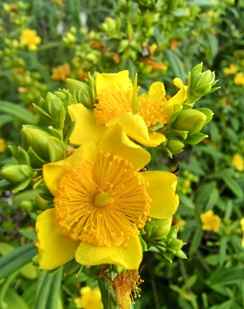 Choose Salt-Tolerant Plants