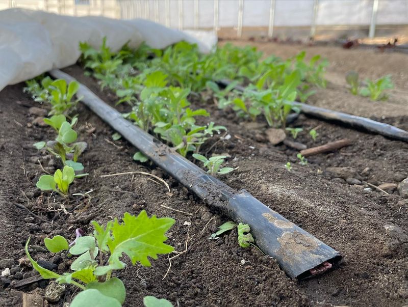 Master The Watering Balance