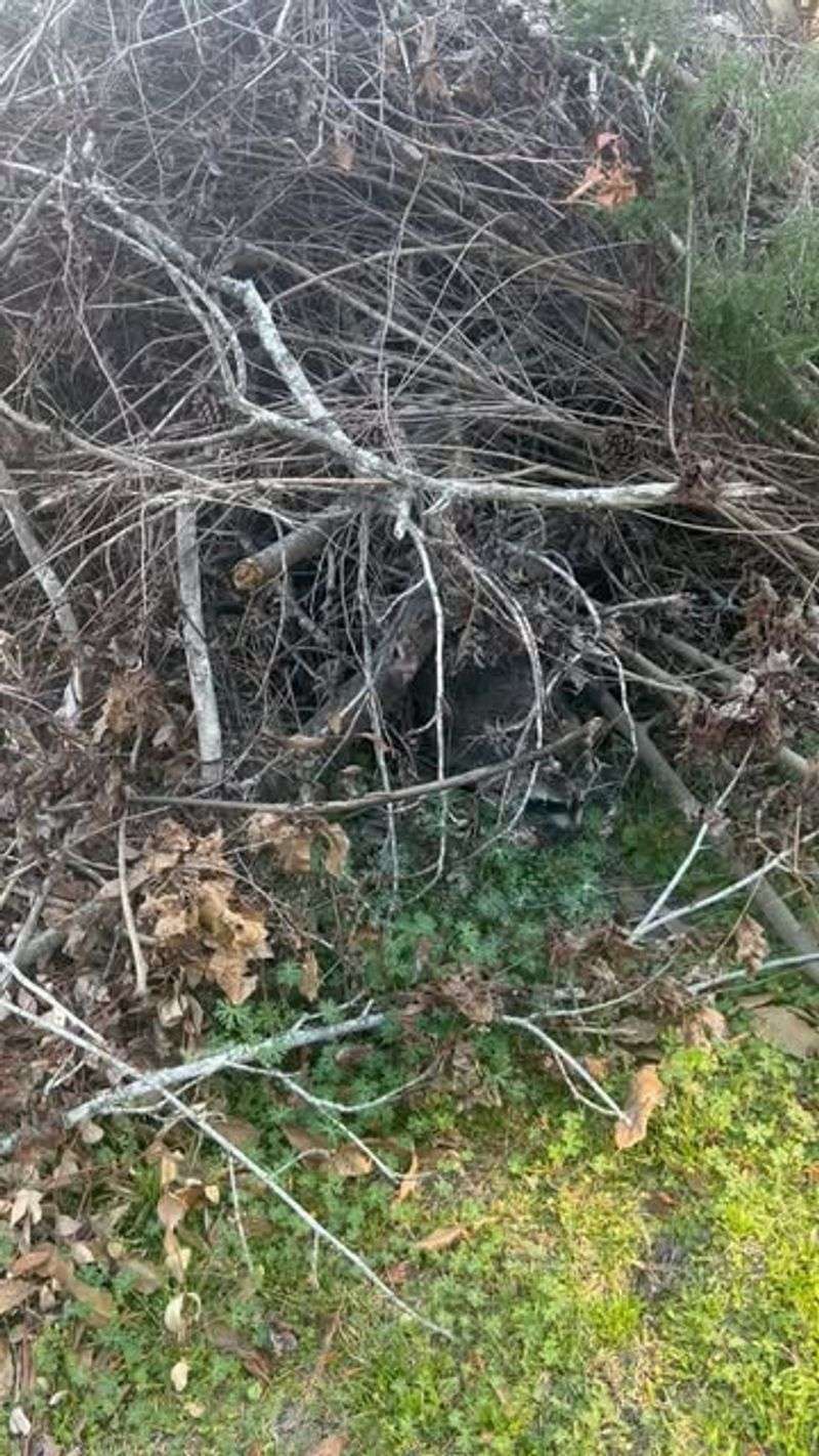 Build Brush Piles