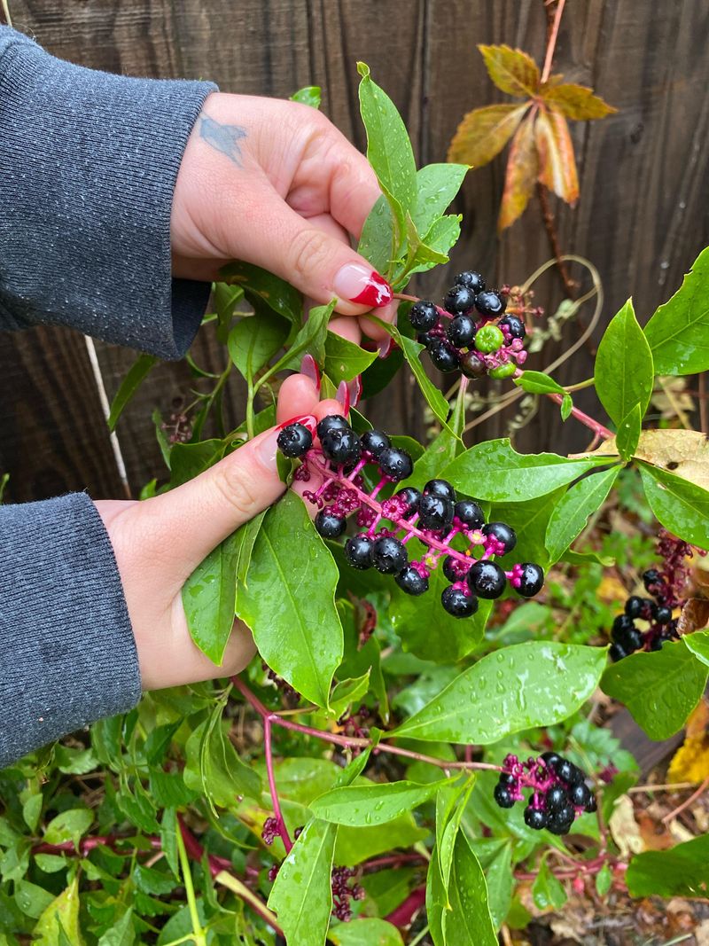 Plant Strategic Buffer Gardens