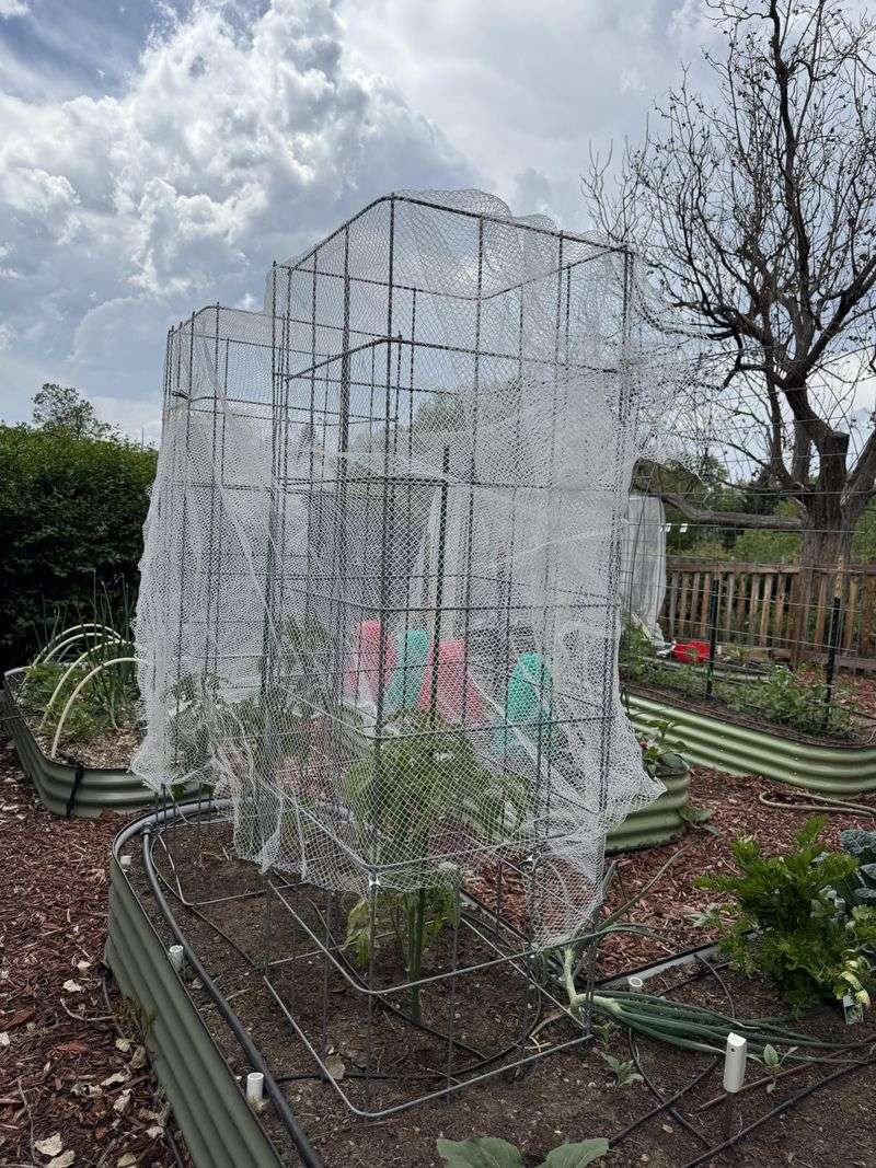 Set Up Temporary Hail Netting