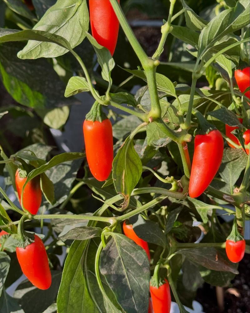 Pull Up Entire Plants at Season's End