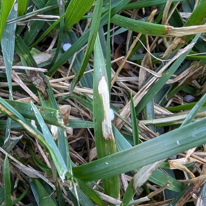 Prevents Lawn Disease