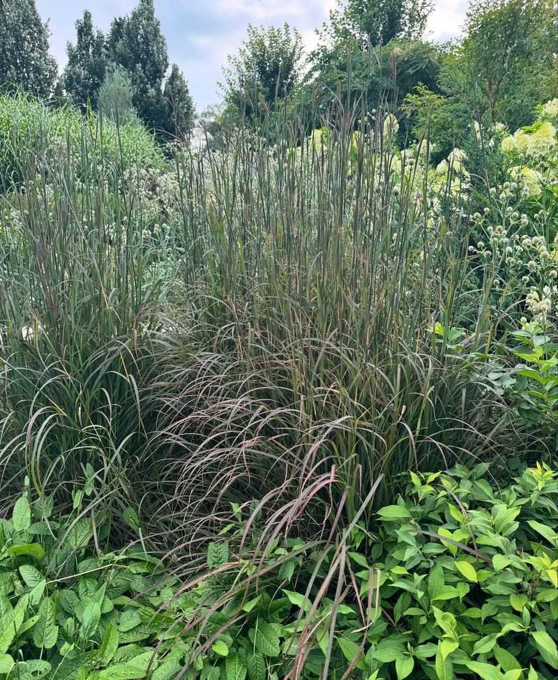 Growing Native Grasses For Cover