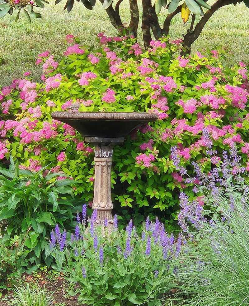 Using Chemical Cleaners Near Sensitive Plants
