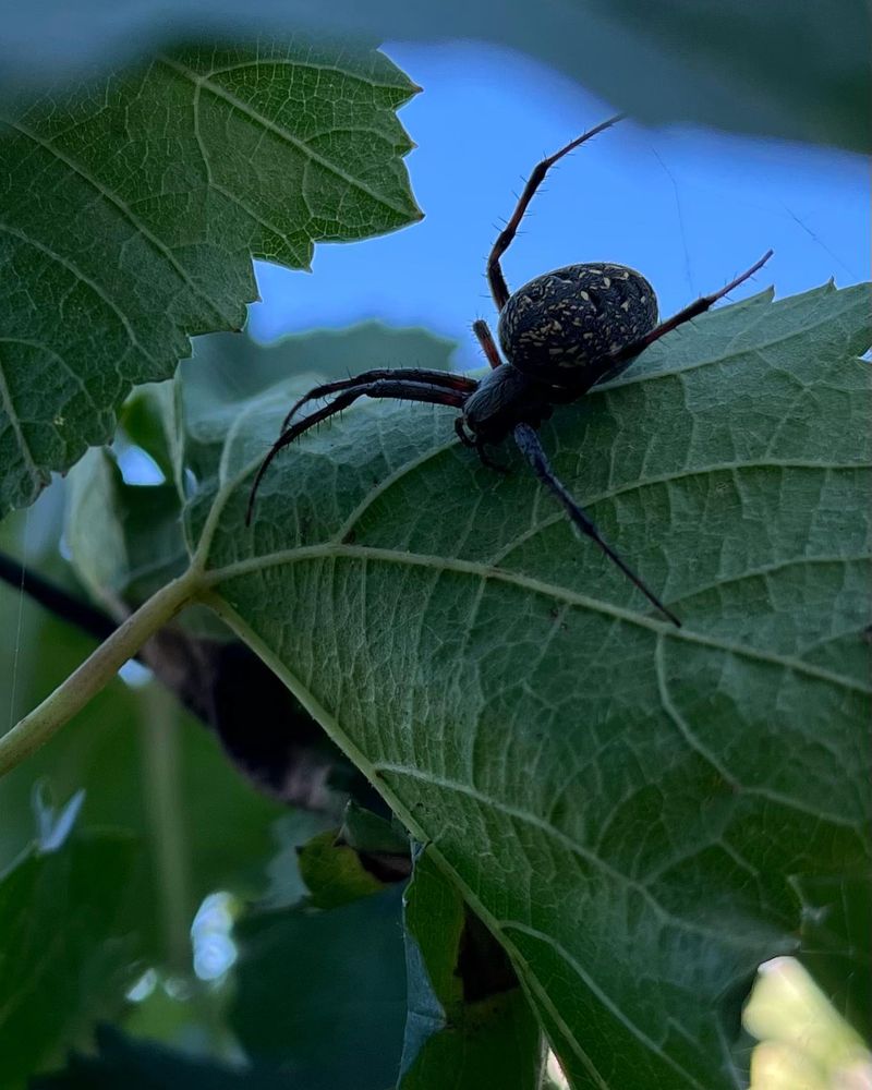 Spiders As Bioindicators