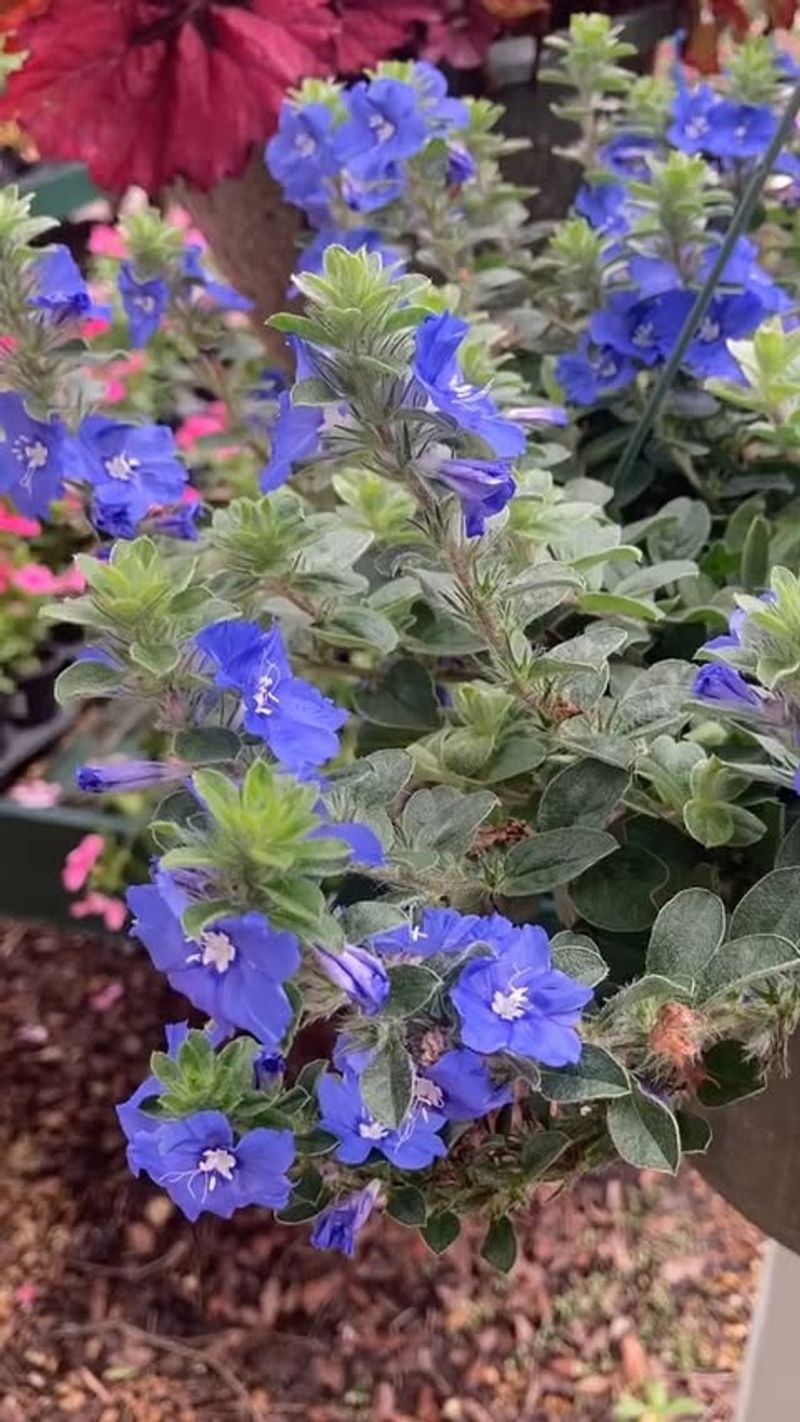 Blue Daze