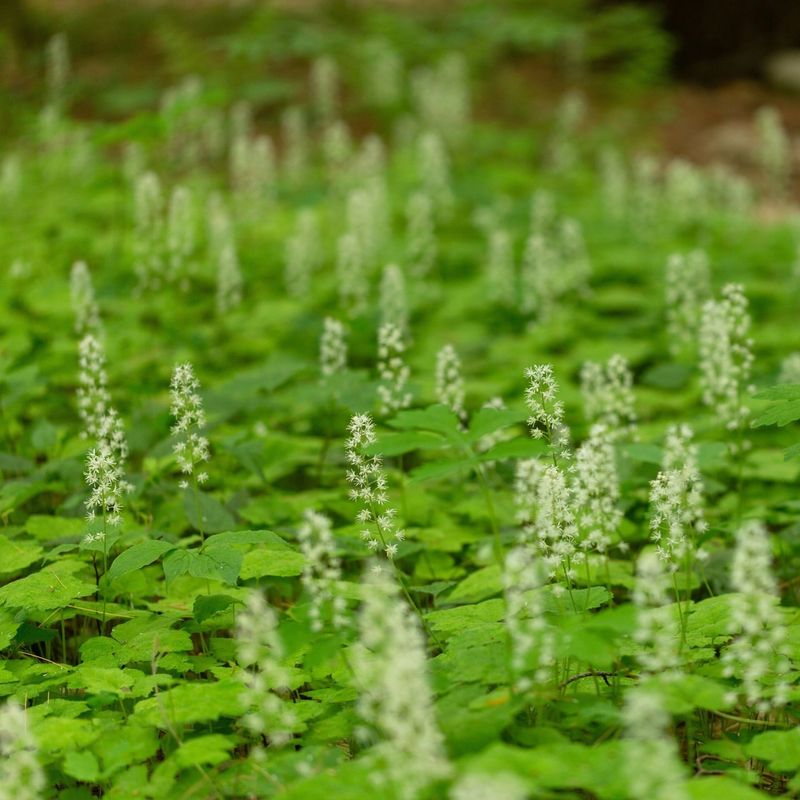 Foamflower