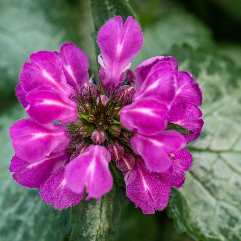 Spotted Dead Nettle