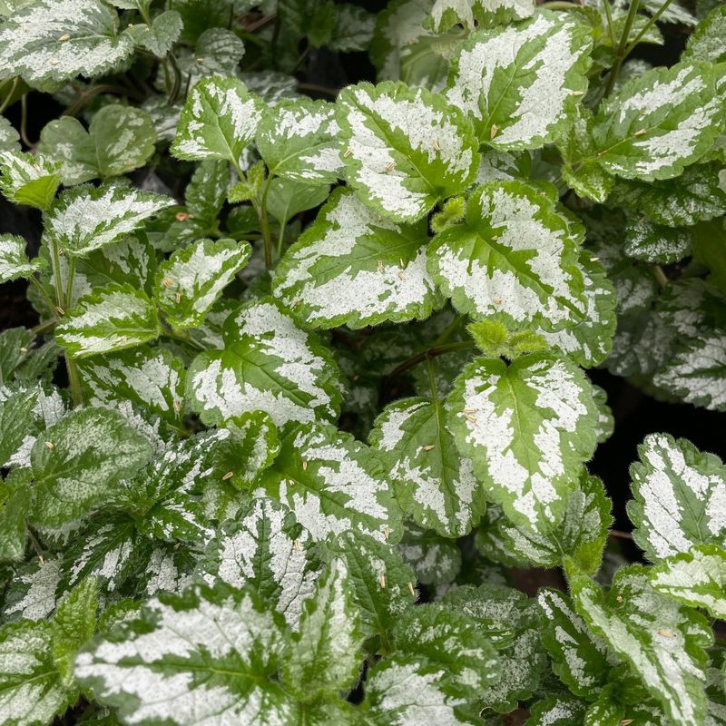 Lamium