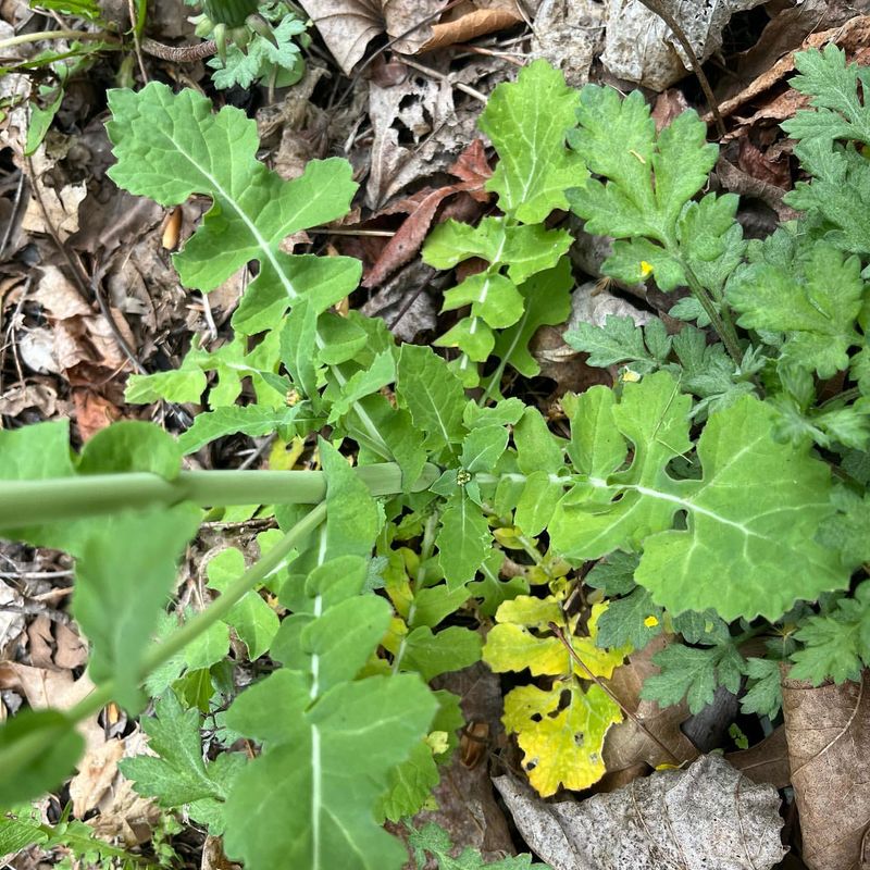 Oilseed Radish
