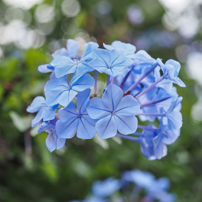 Plumbago: Sky-Blue Wonder