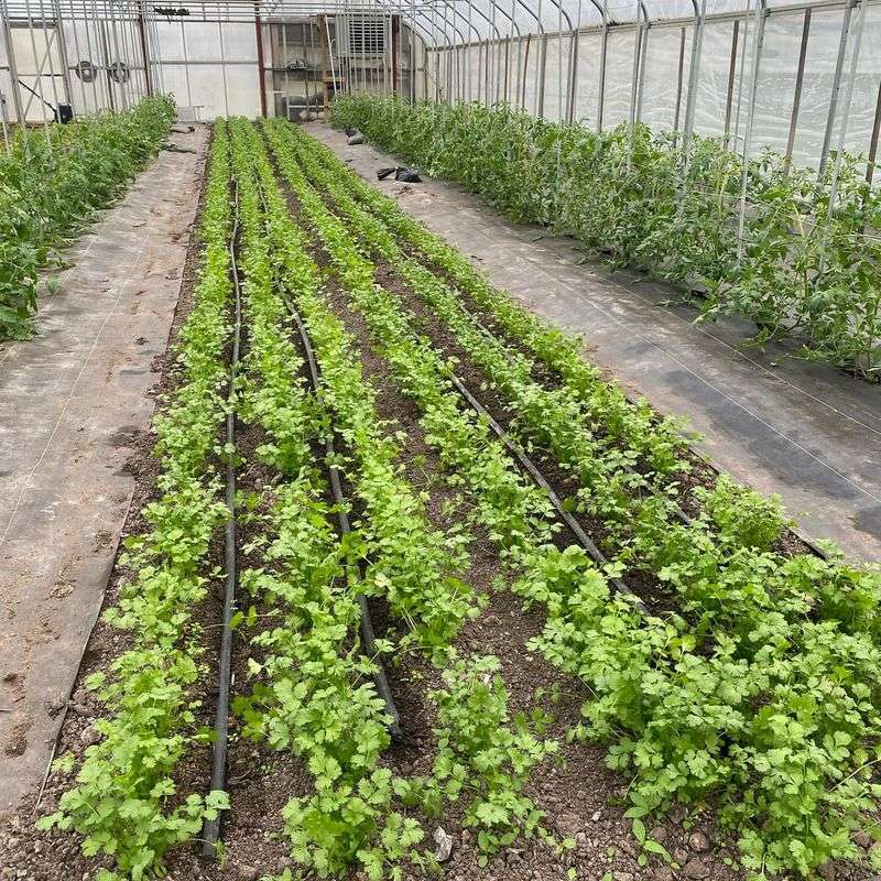 Aromatic Cilantro