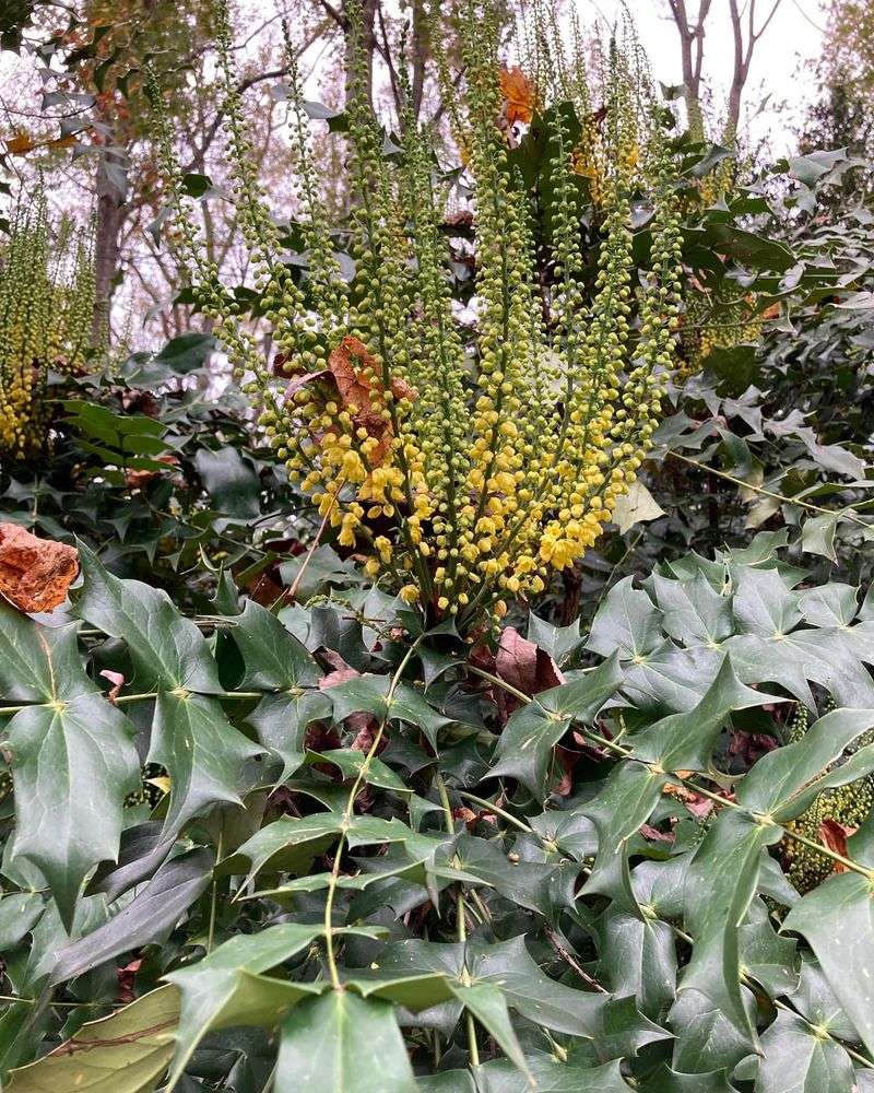 Mahonia