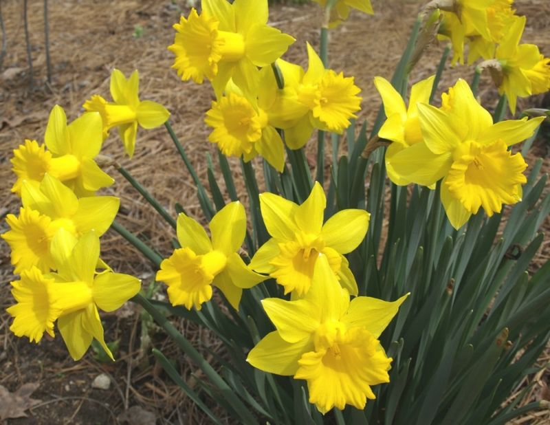 Early Daffodils: Trumpet Heralds Of Spring