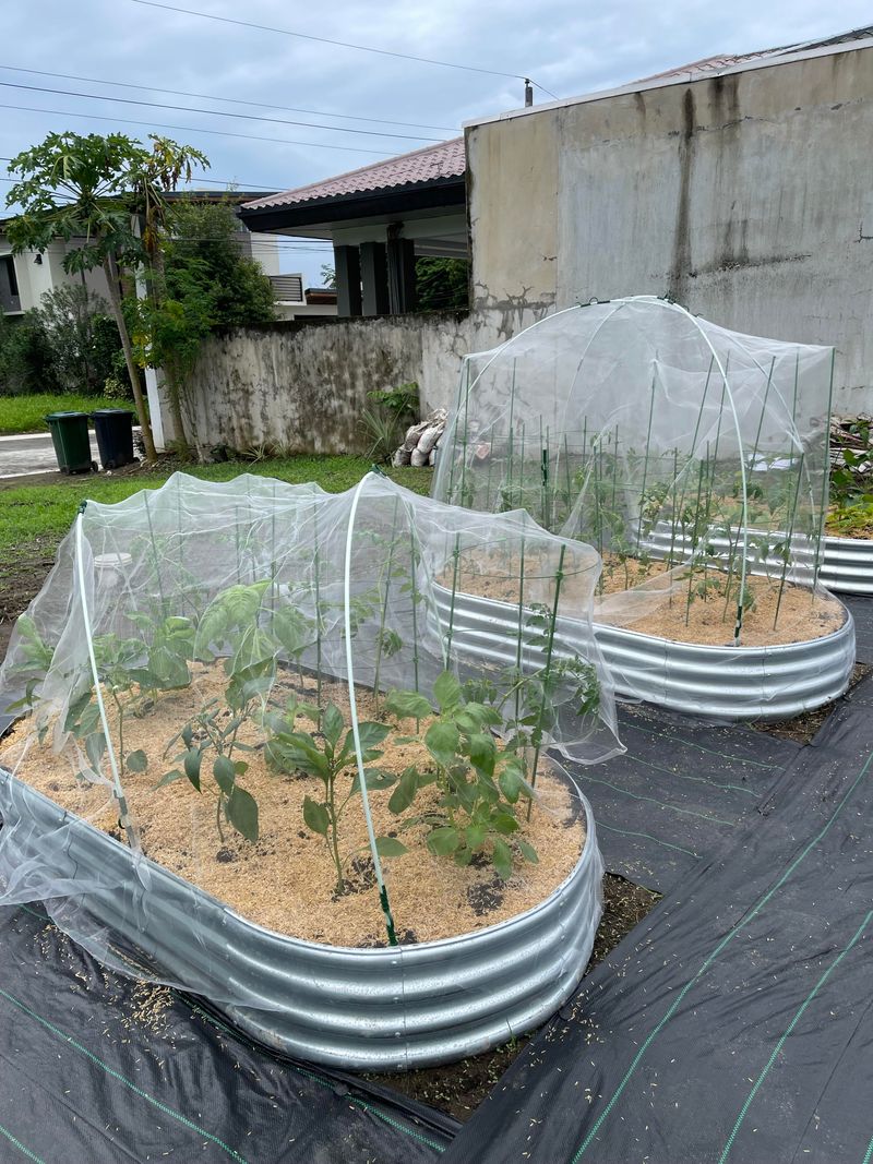 Protective Tomato Cages
