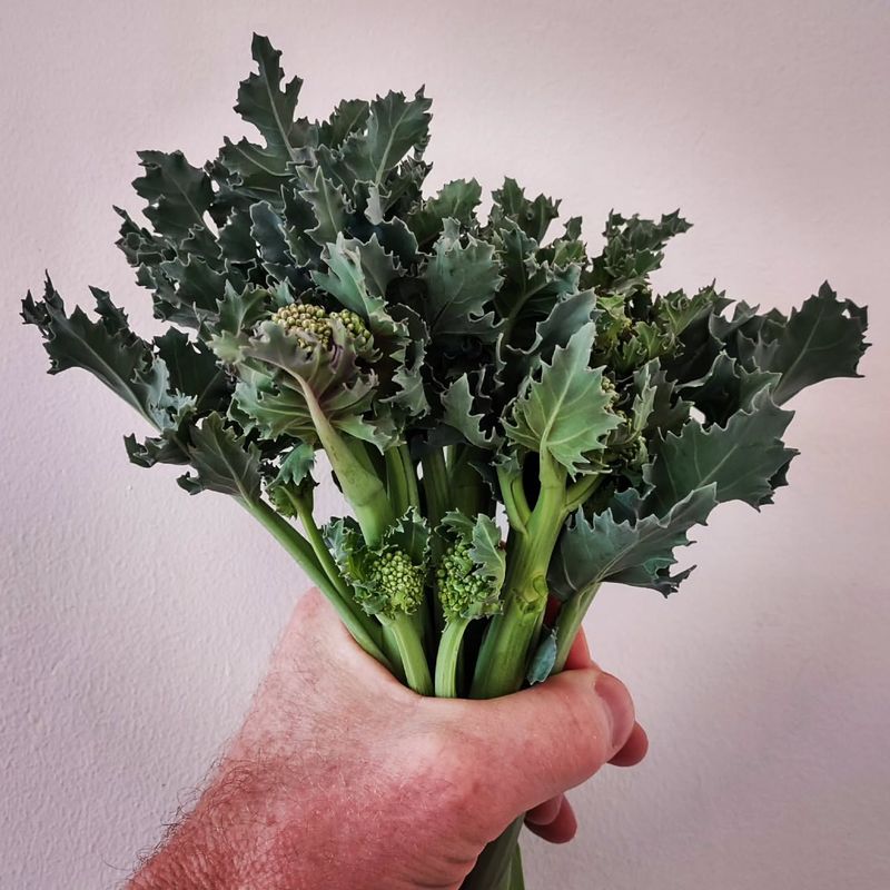 Sea Kale
