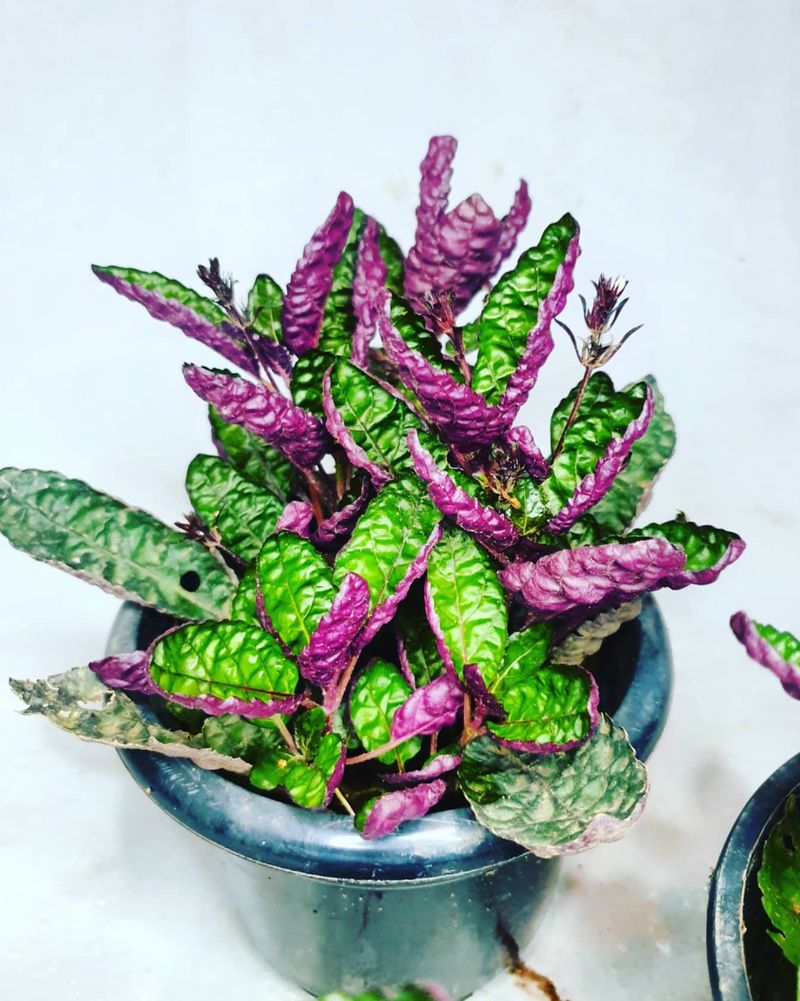 Purple Waffle Plant
