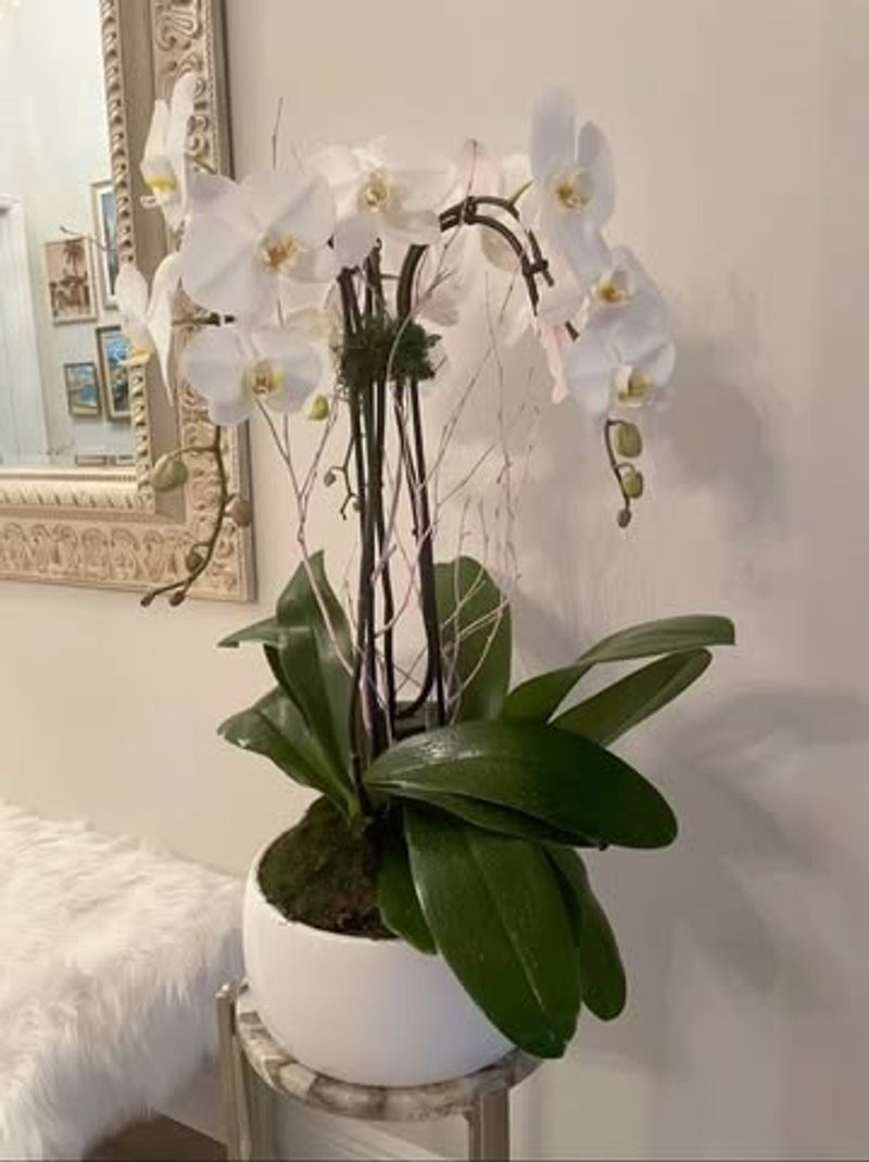 Orchid