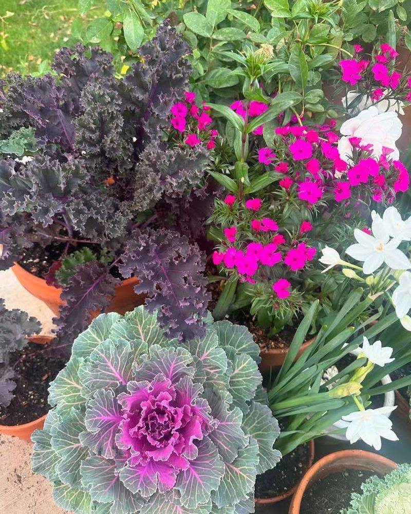 Flowering Kale with Dianthus