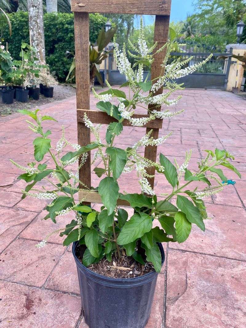 Sweet Almond Verbena