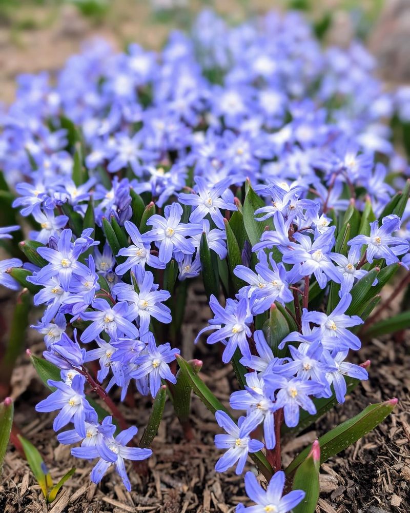 Glory-Of-The-Snow (Chionodoxa)