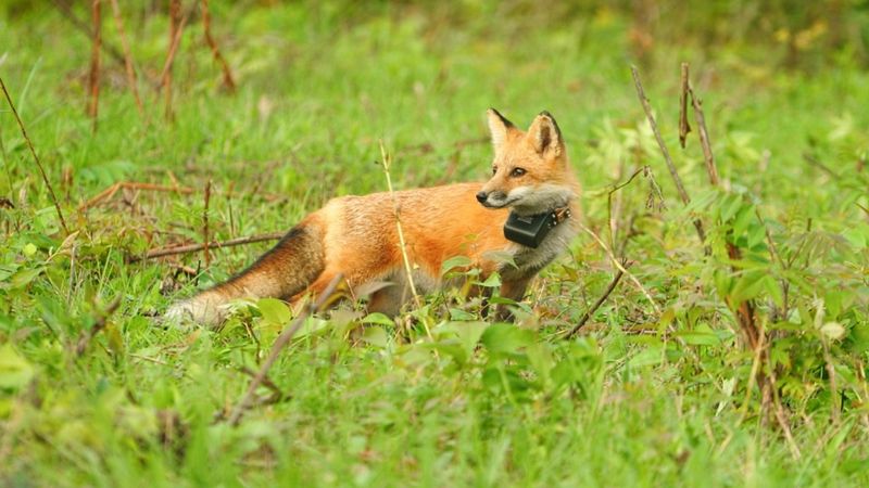 Foxes Finding Suburban Sanctuaries