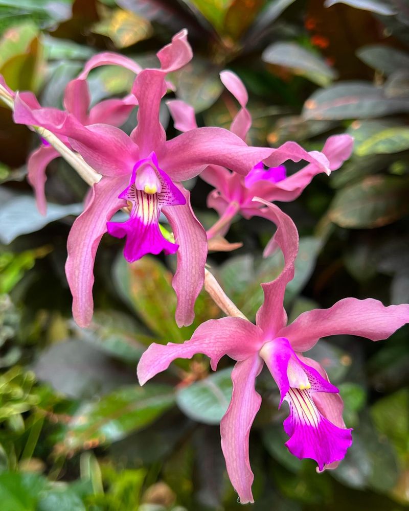 Native Texas Plant Collections