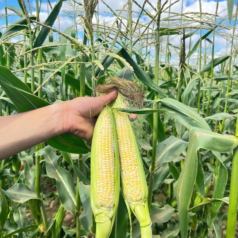 Sweet Corn: Summer Gold