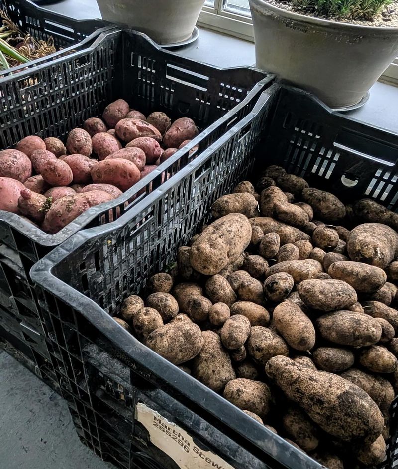 Potatoes