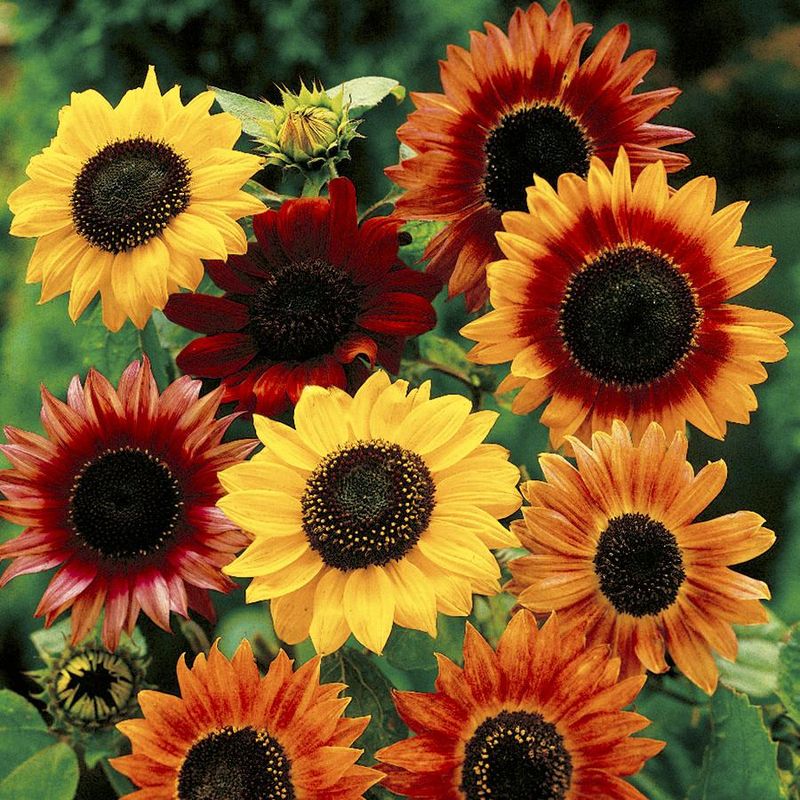 Pollinator-Friendly Sunflowers