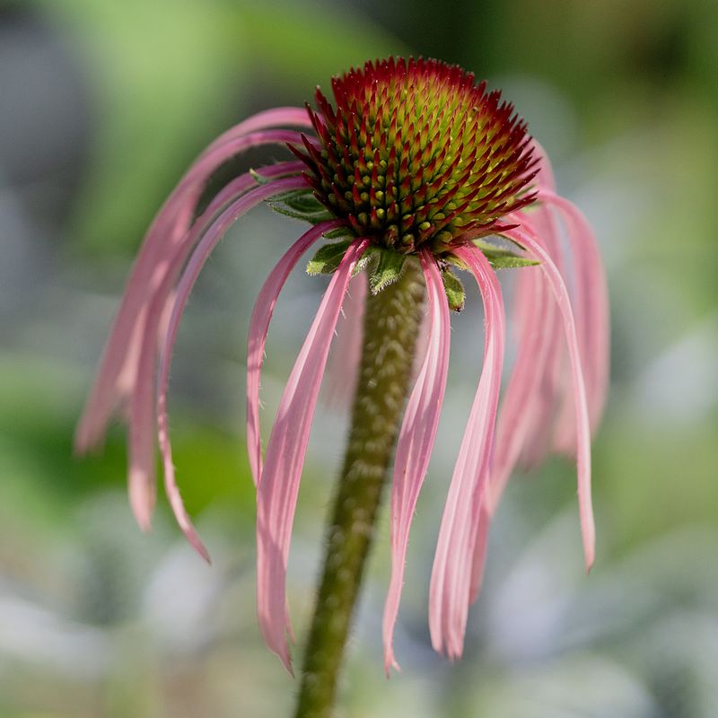 Pale Purple Coneflower