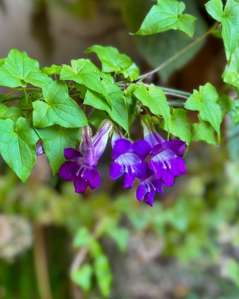Climbing Snapdragons