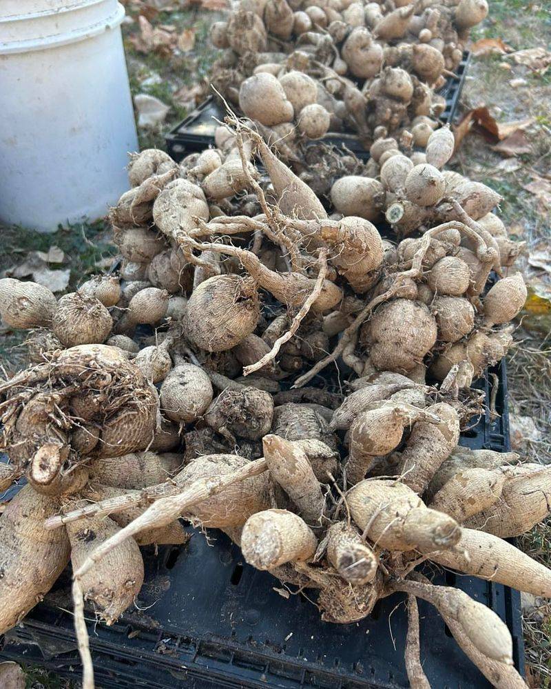 Storage Medium Prevents Fatal Drying Out